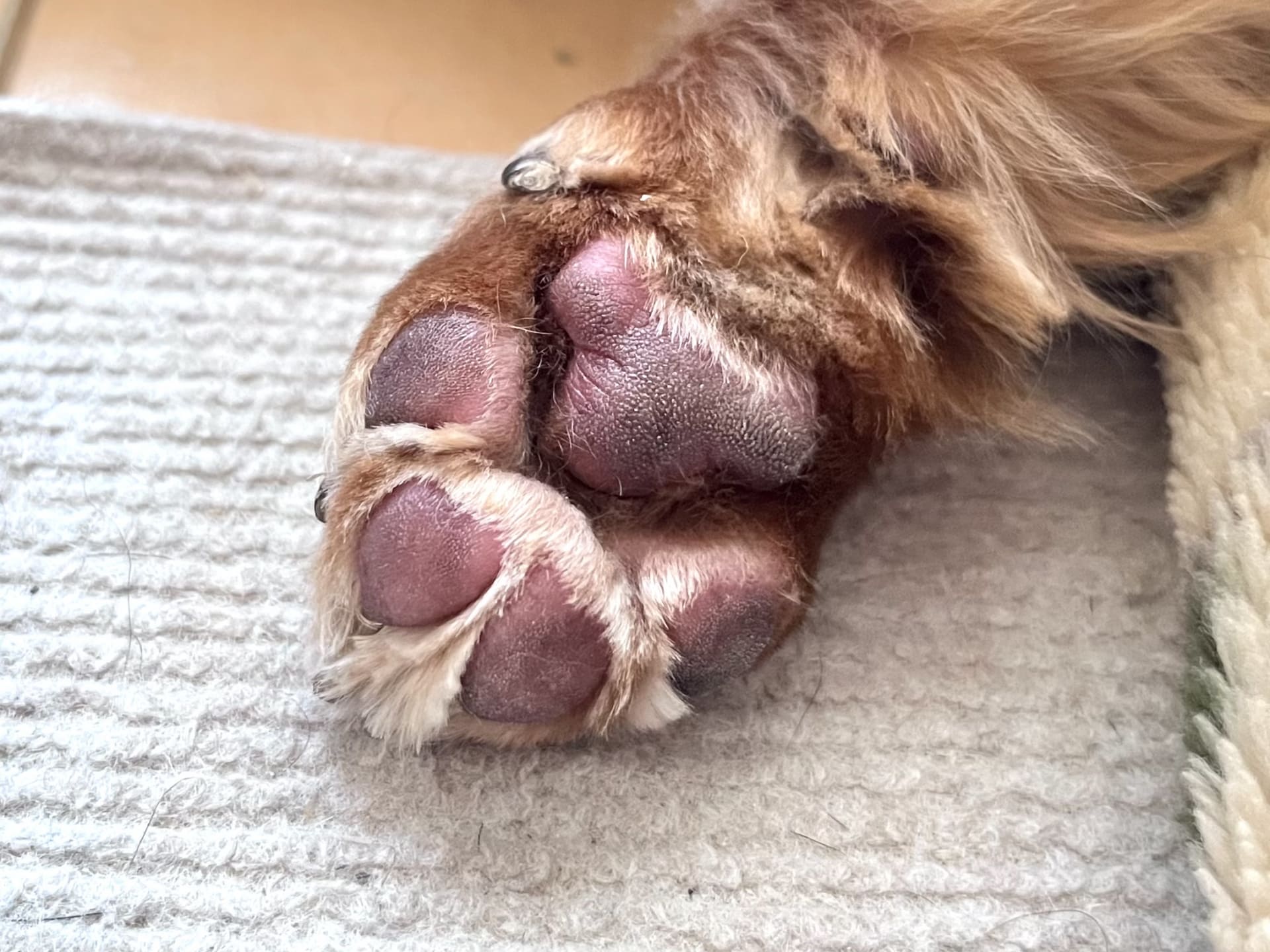 How to give your dog a haircut at home and how to keep him calm while you cut him