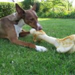 When your puppy has a toilet accident: 3 things to consider and what you should do to prepare