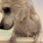 Dog allergies and eczema