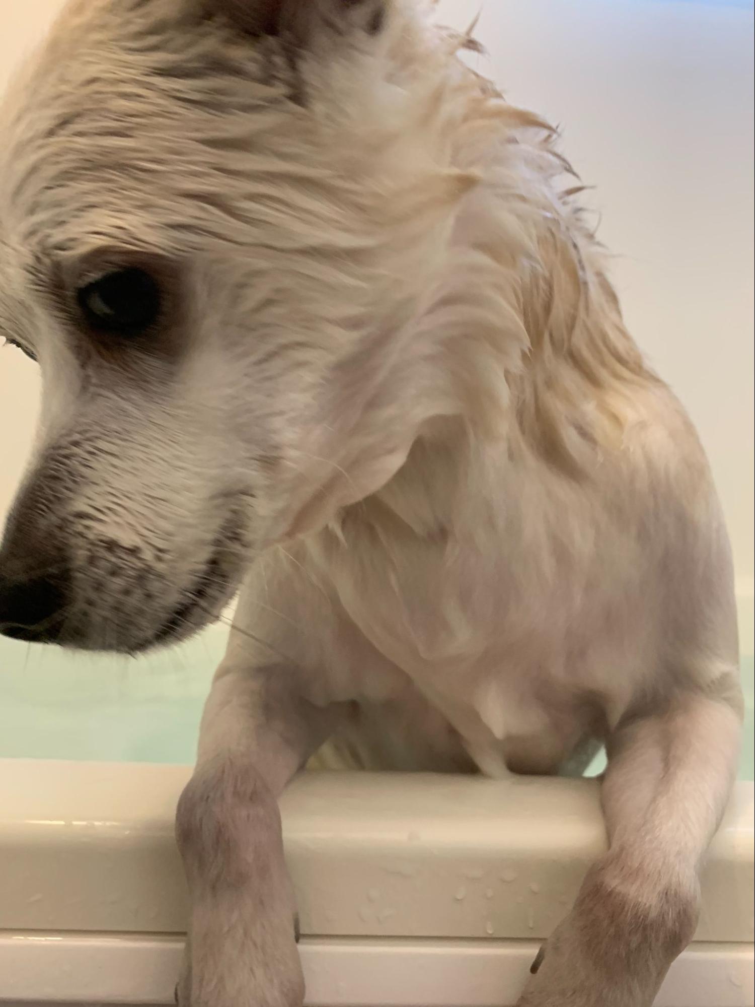 Dog allergies and eczema