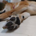 Want to go to a cat and dog cafe? Here are 5 recommended relaxing cafes