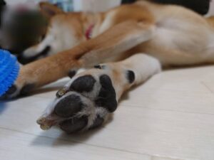 Want to go to a cat and dog cafe? Here are 5 recommended relaxing cafes