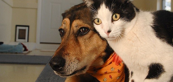 How to Tell If Your Dog and Cat Are Getting Along