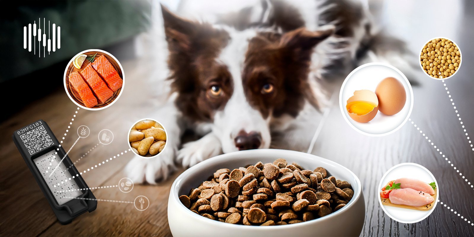 Allergies in dogs and cats themselves