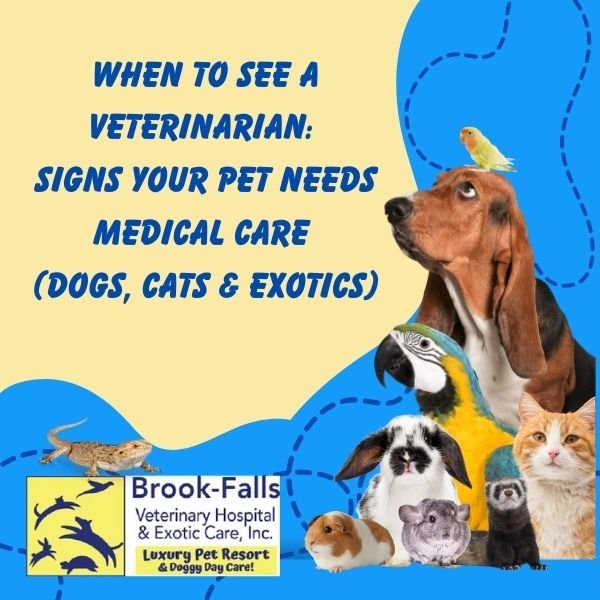 When to see a doctor or vet urgently