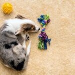 Dog Hunched Back Illness: 7 Health Causes and What to Do