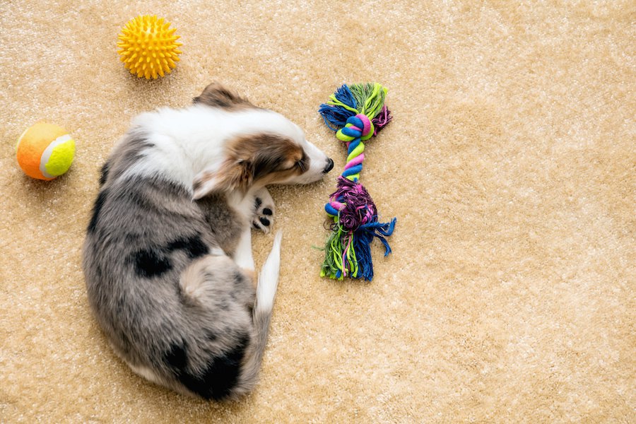 Dog Hunched Back Illness: 7 Health Causes and What to Do