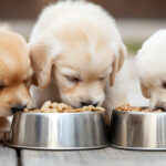 Puppy Feeding and Training: 7 Essential Starter Tips