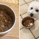 Dog Food Guide: 11 Best Dog Food Brands in the USA