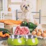 Dog Food: How to Choose Dog Food Your Vet Approves