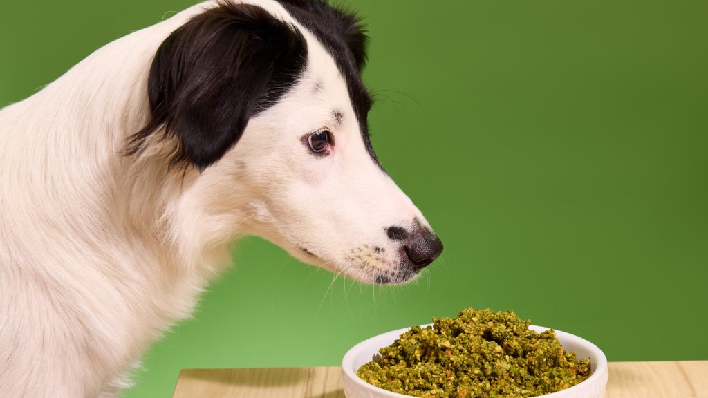 Why comparing dog food really matters