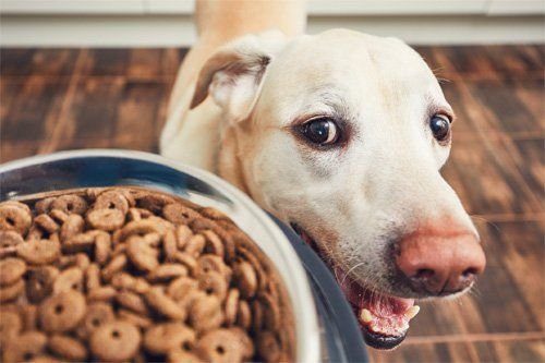What Dogs Need From Their Food