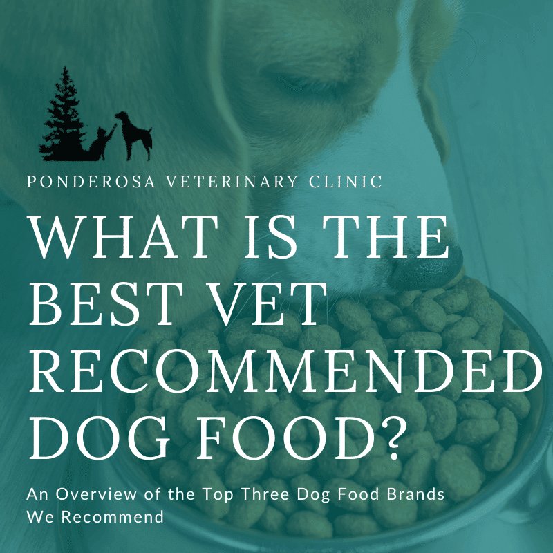 Best Overall Vet‑Recommended Dog Food
