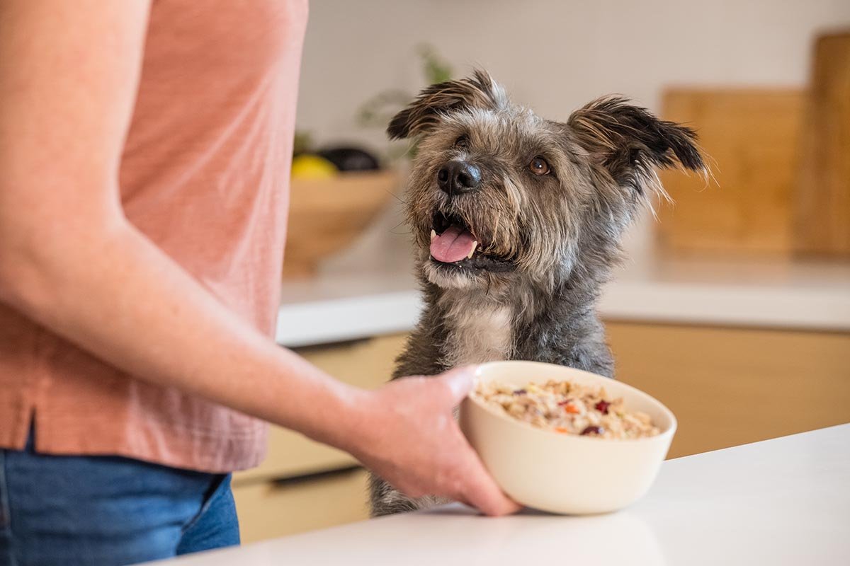 Switching from dry to softer meals