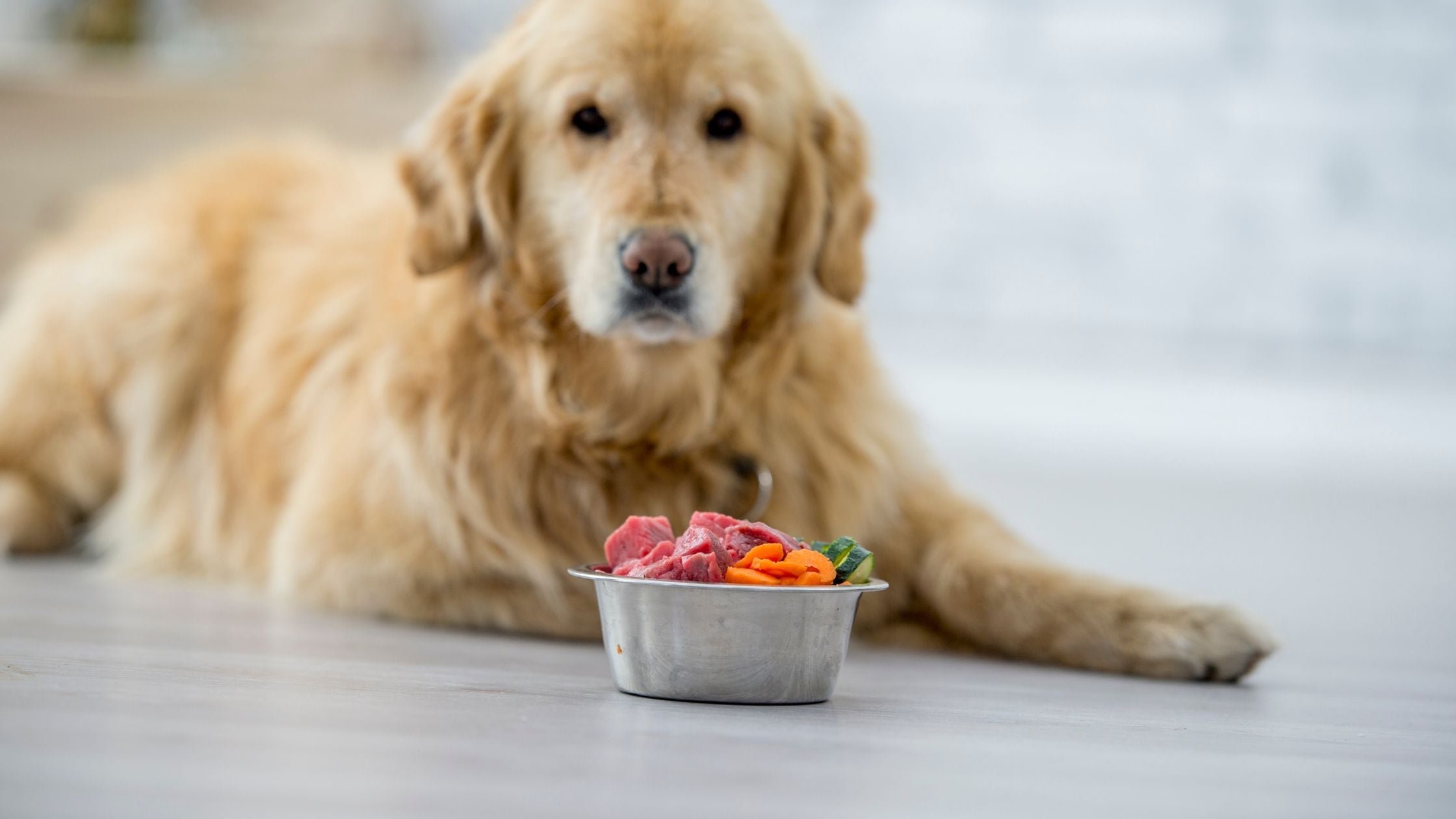 Choosing the Right Food for Your Dog