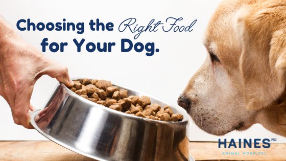 Choosing the Right Food for Your Dog