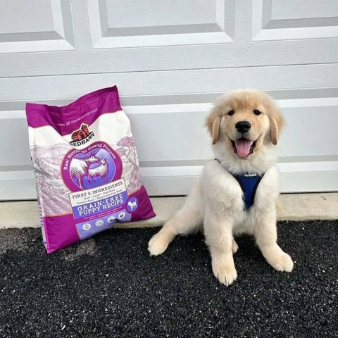 Protecting Your Dog’s Health Long Term