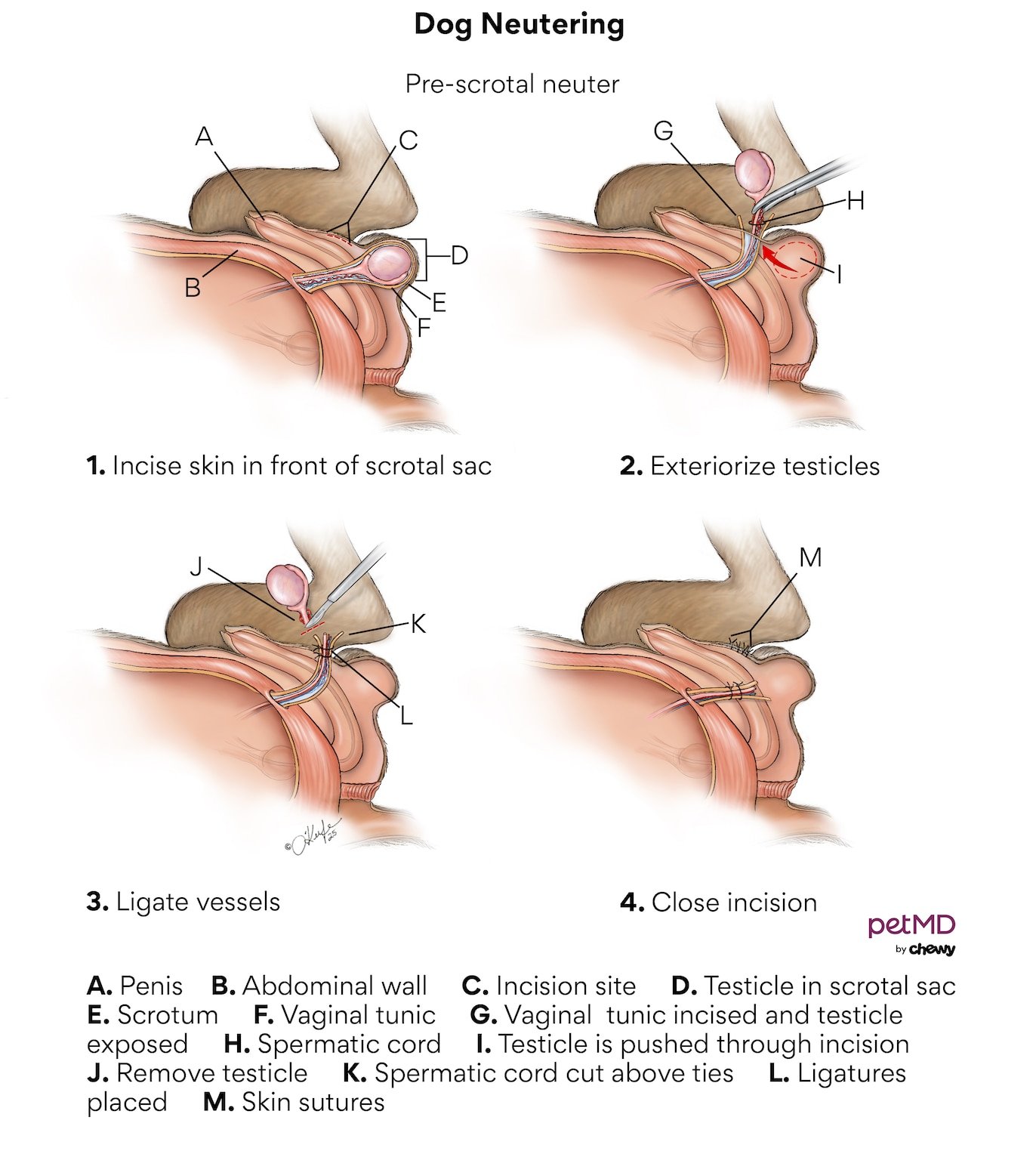 What neutering is and how it works