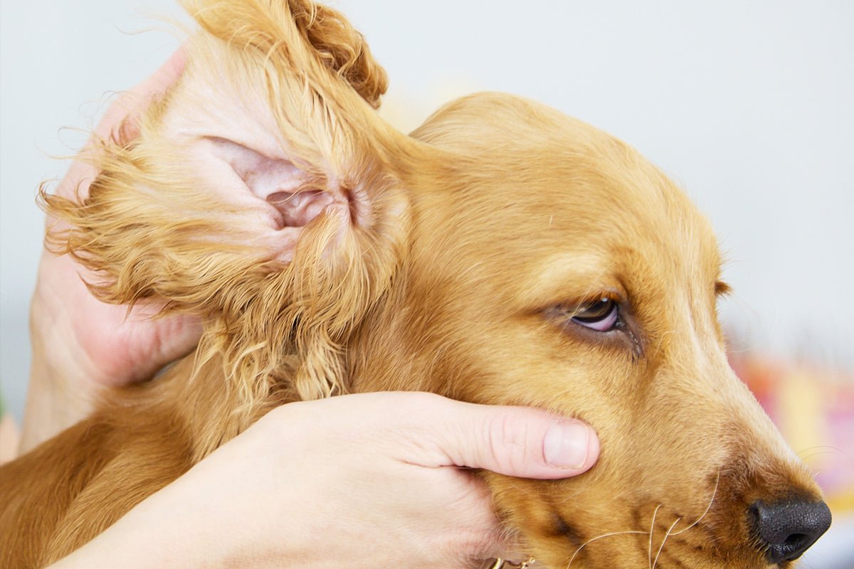 Understanding Ear Health in Dogs