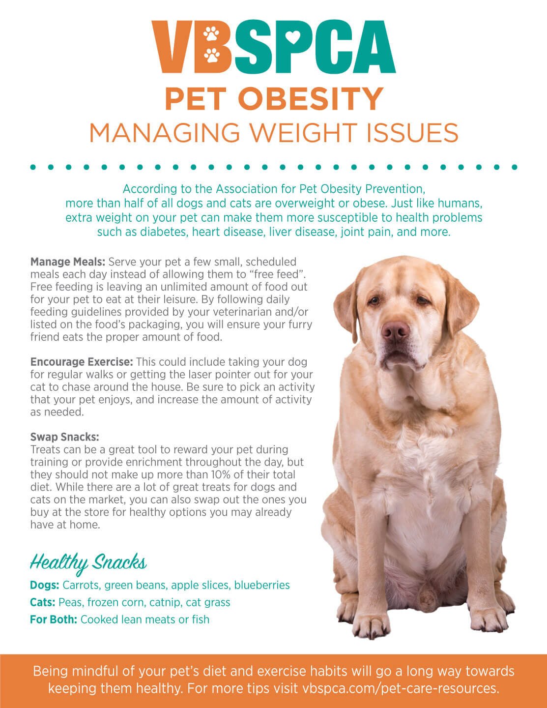 Health Problems That Make Dogs Stop Eating
