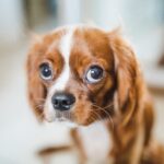 Training How to Stop Dog From Barking: 7 Easy Steps