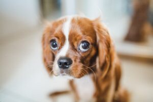 Training How to Stop Dog From Barking: 7 Easy Steps