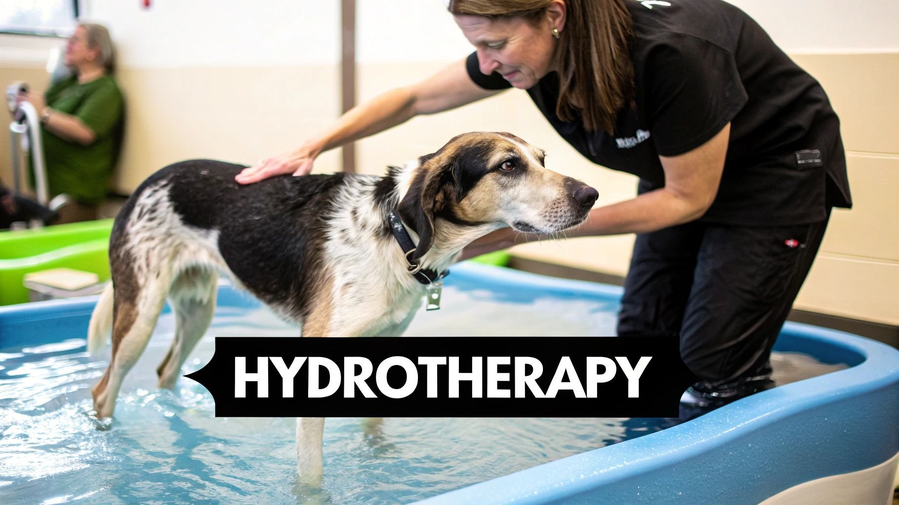 Dog Hunched Back Illness: Red Flag Signs