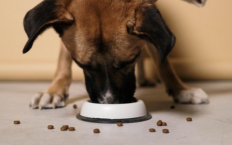 Warning Signs Your Dog’s Food Is a Problem