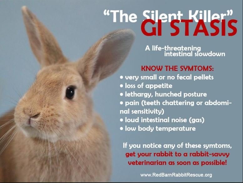 How Vets Diagnose the Cause of Hunching