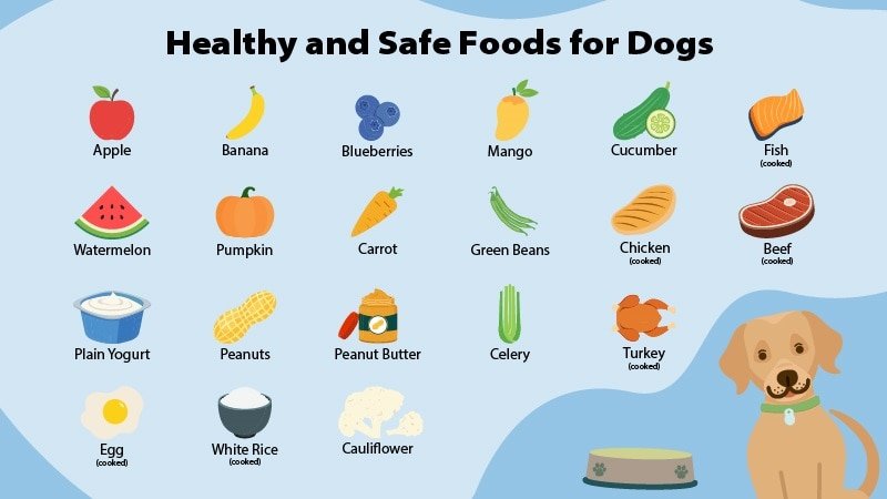 Safer Choices: Healthy Dog Food Options