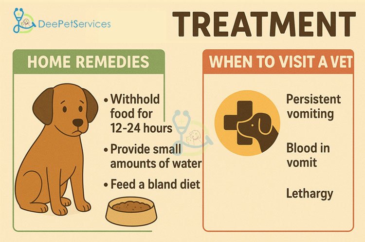 Dog Not Eating? First Steps at Home