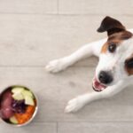 Dog Food Reviews 2024: 9 Best Dog Foods Vets Trust