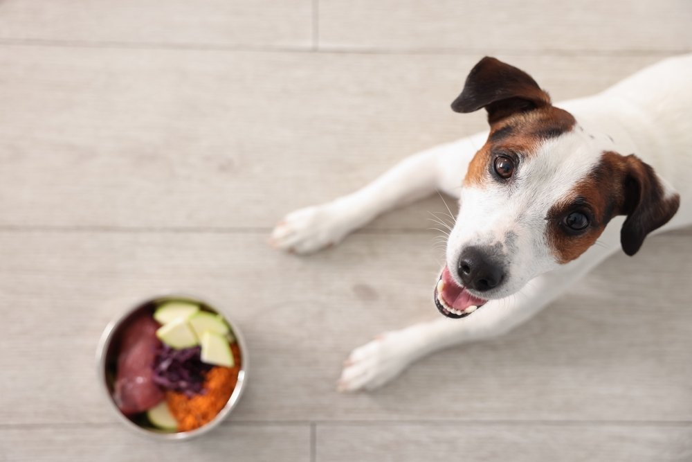 Health Dog Food Related Illnesses to Avoid