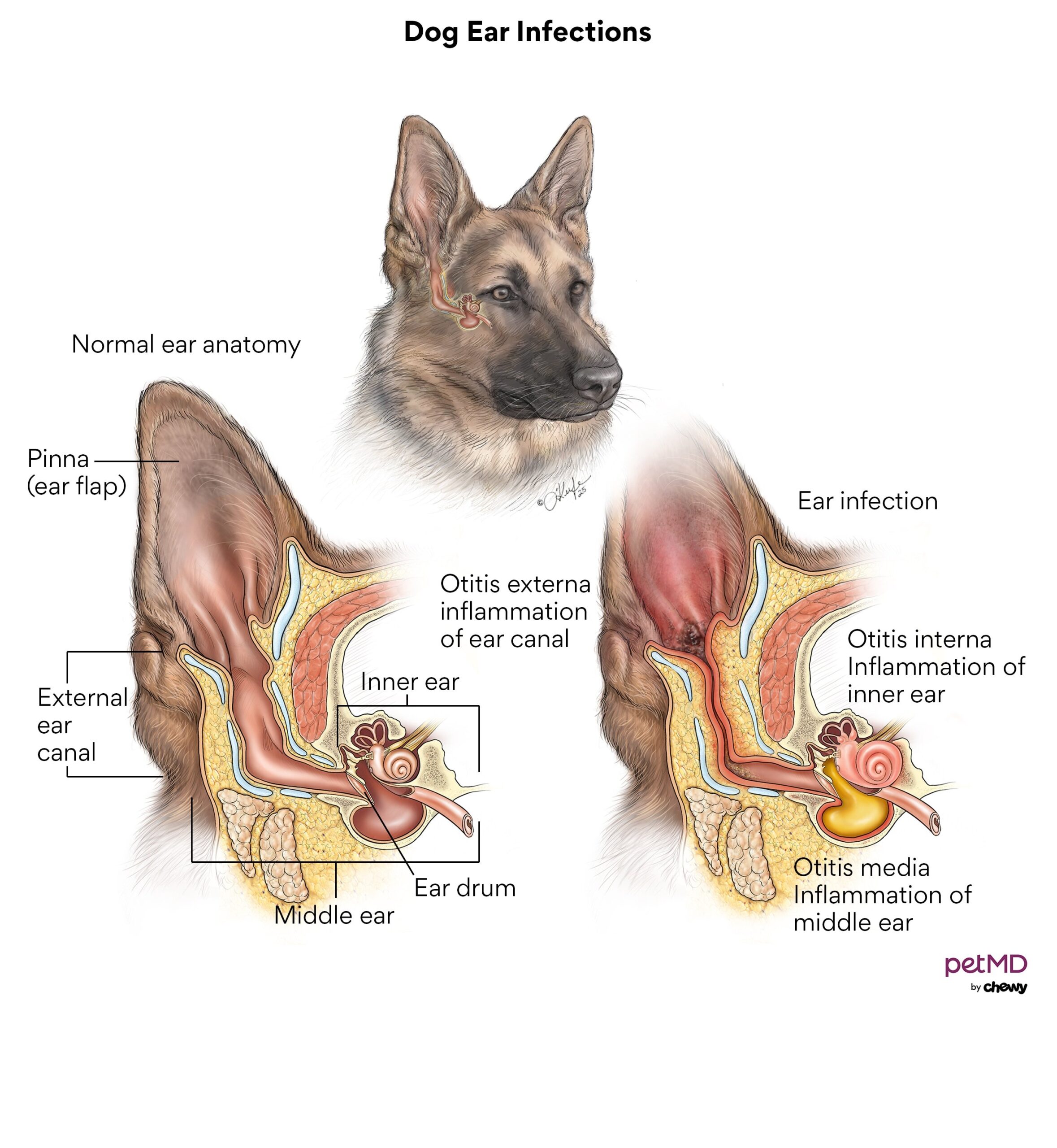 Treatment Options for Dog Ear Disease