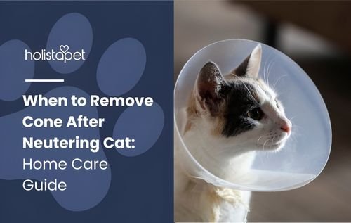 Recovery and home care after neutering