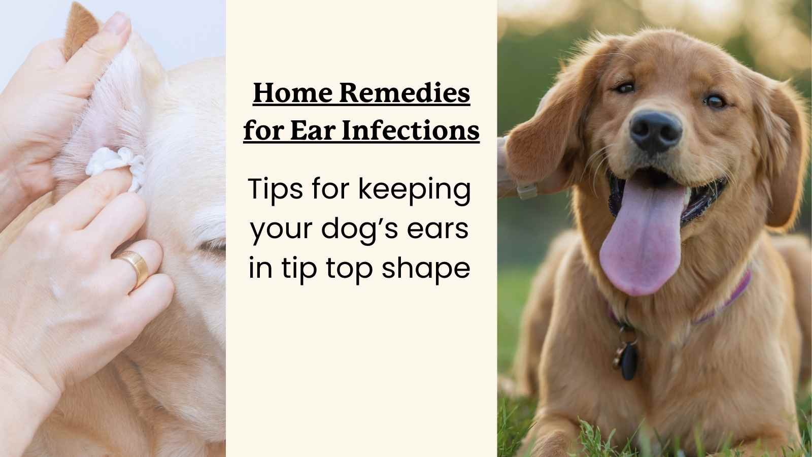 Safe Home Care for Sore Dog Ears