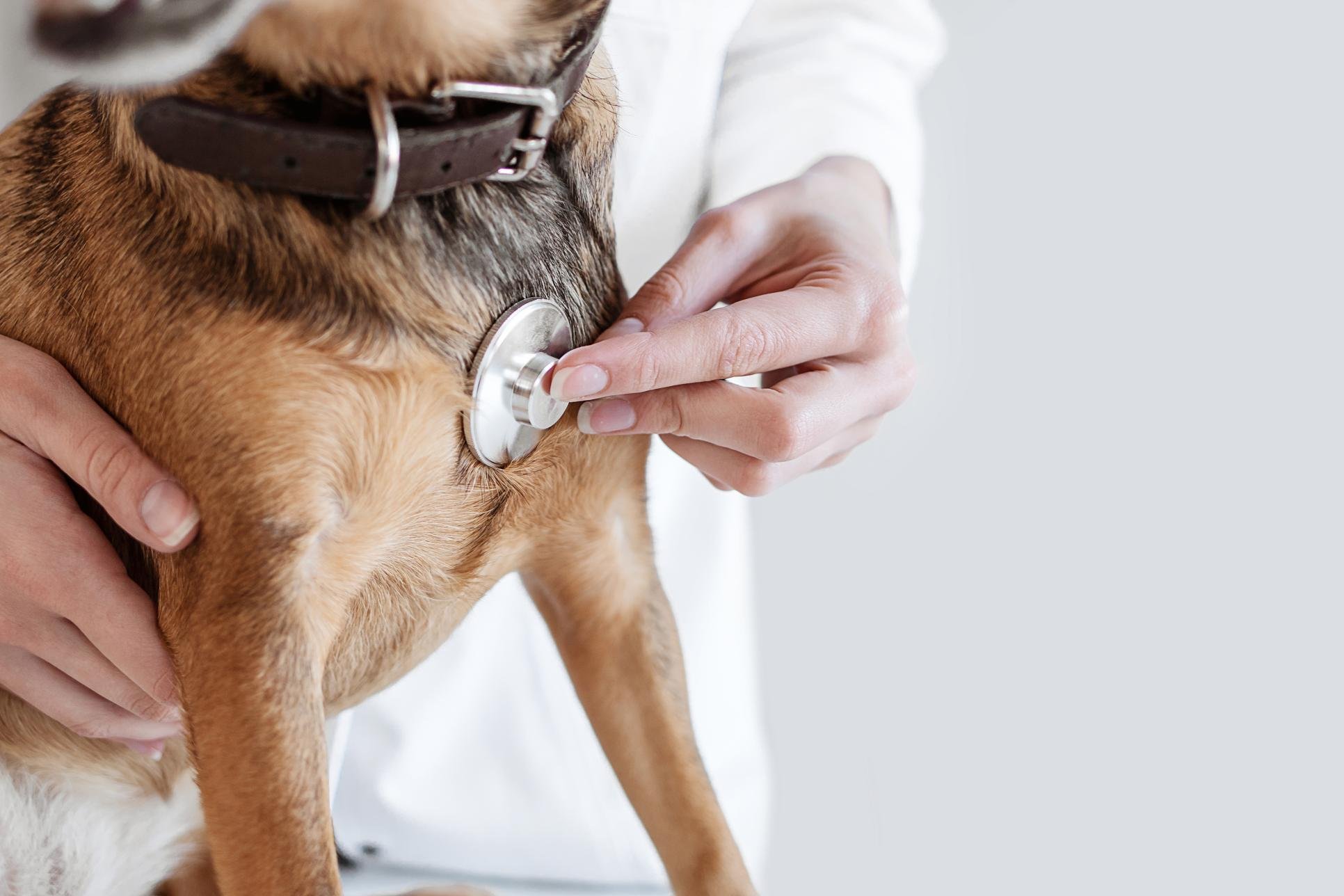 Protecting Health from Dog Ear Diseases