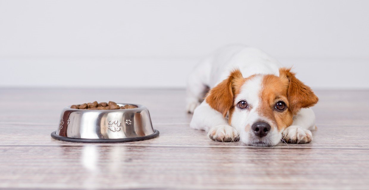 Health Checklist for a Dog Not Eating