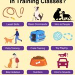 Dog Training: Potty Training Classes That Really Work