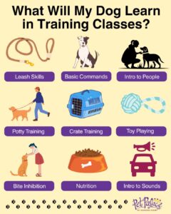 Dog Training: Potty Training Classes That Really Work