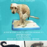 House Training an Older Dog: 7 Proven Steps That Really Work