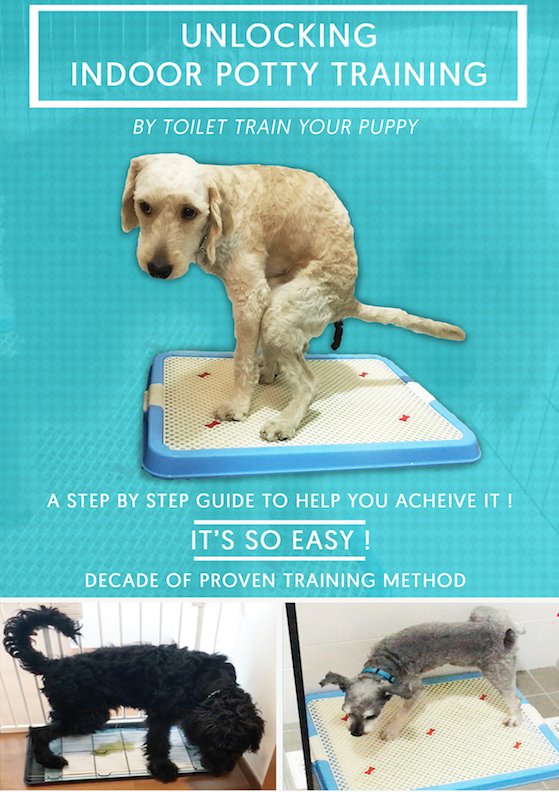 House Training an Older Dog: 7 Proven Steps That Really Work