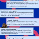 Puppy Feeding and Training: 7 Essential Starter Tips