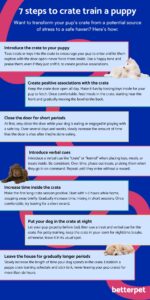 Puppy Feeding and Training: 7 Essential Starter Tips