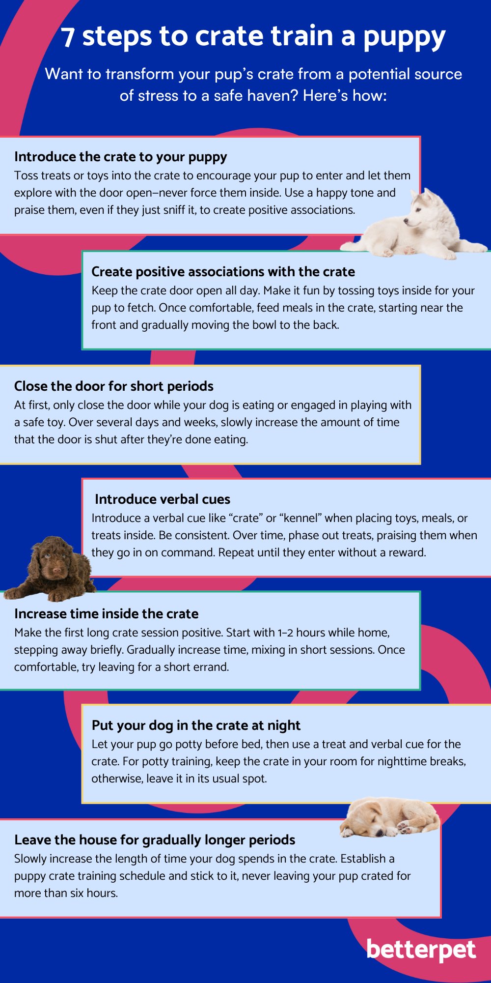 Puppy Feeding and Training: 7 Essential Starter Tips