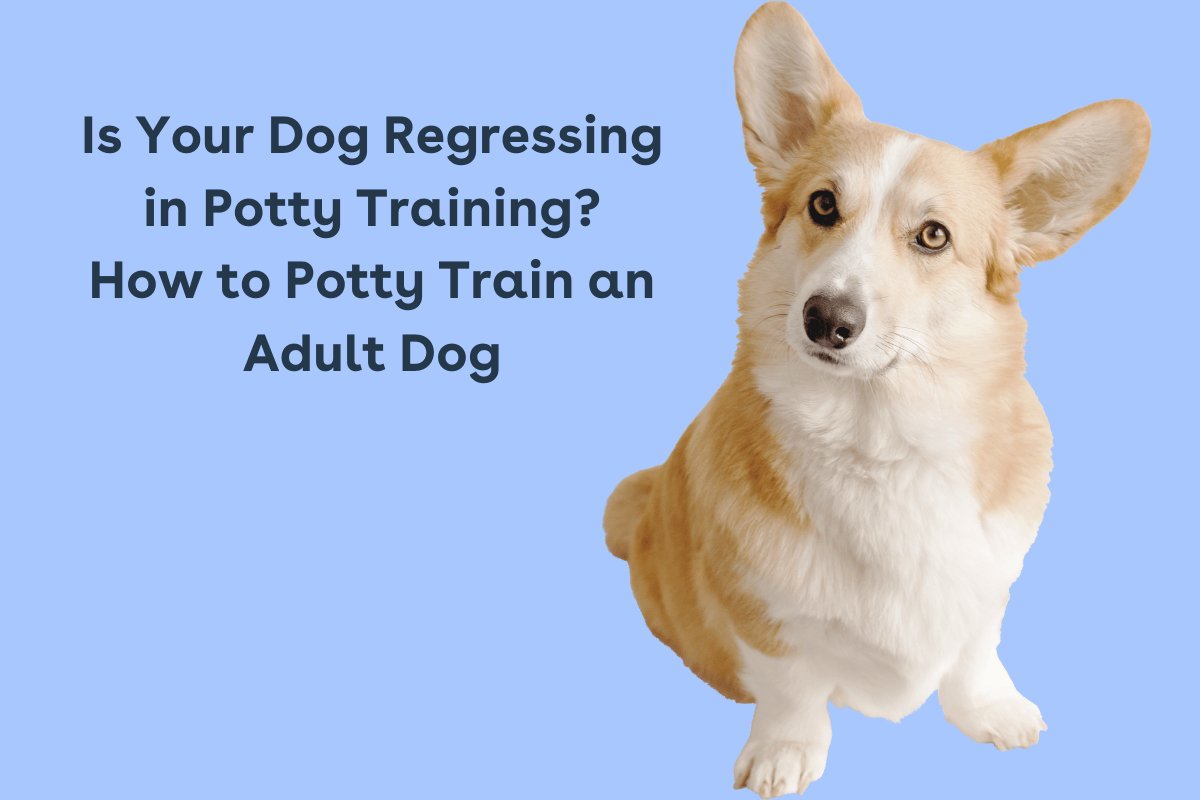 Older dog housetrainingの基本を理解する