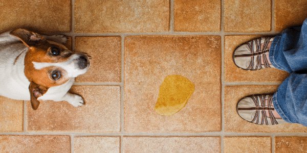 Why adult dogs have potty accidents