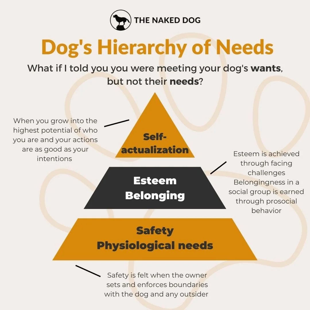 Understanding your puppy’s basic needs