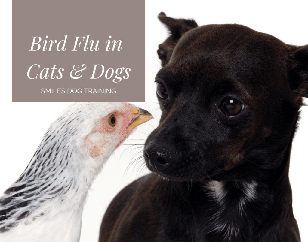 Dogs and cats learn in different ways