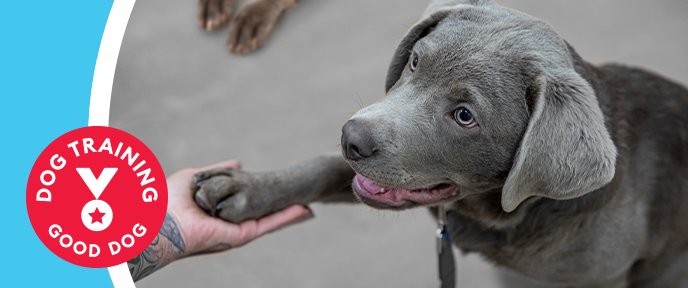 Types of dog potty training classes available